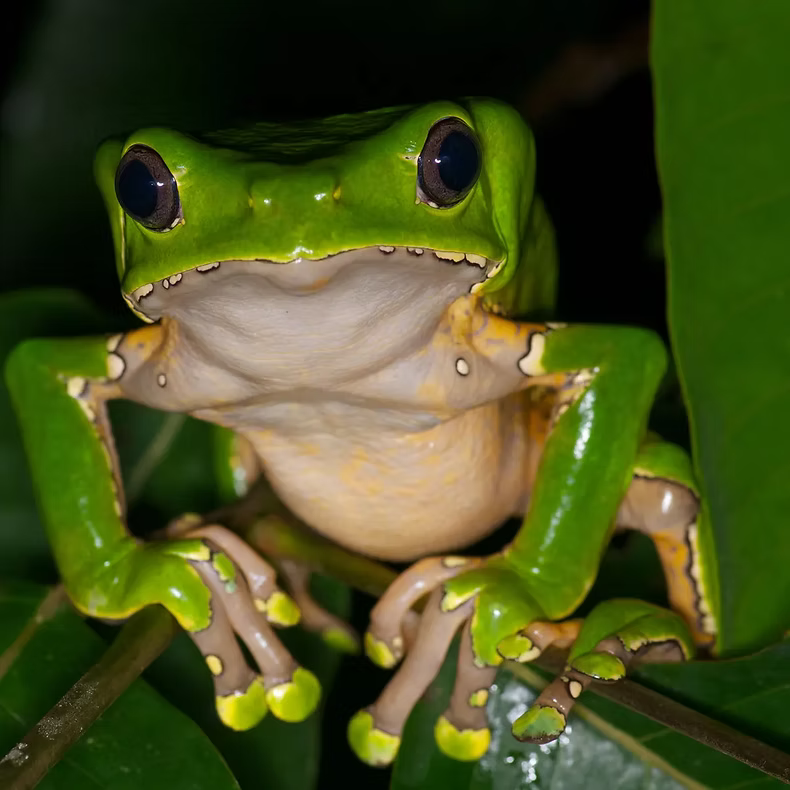 Kambo: the ancient frog healer of the Amazon