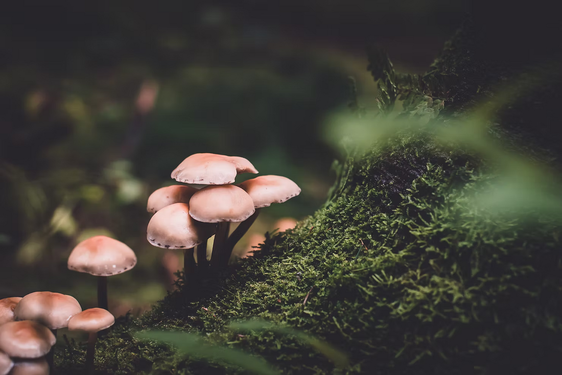 Microdosing 101