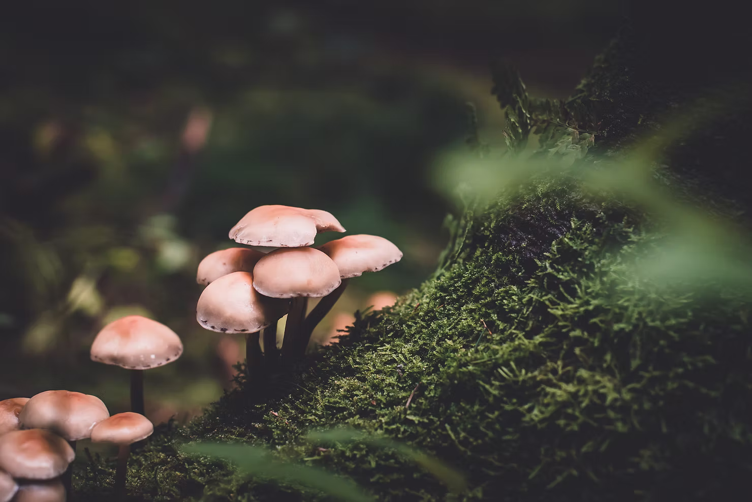 Microdosing 101